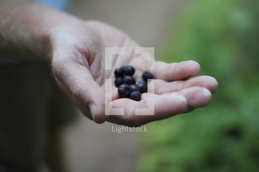cupped hand holding blueberries 