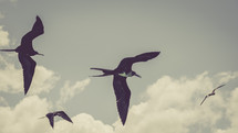 kite birds in flight 
