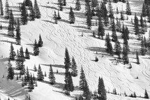 ski tracks on a forest slope 