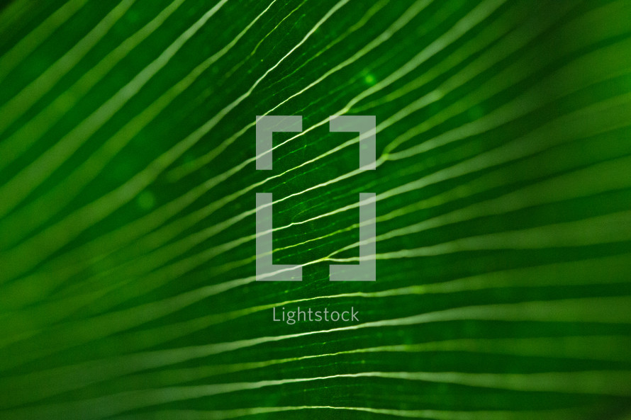 green plant background 