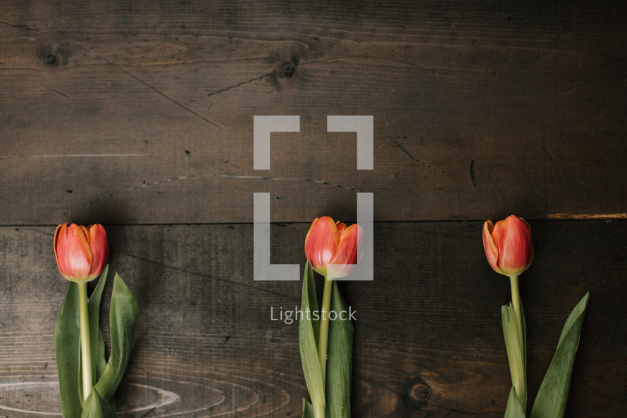 spring tulips on a wood background 