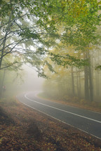 asphalt road that goes through a misty dark mysterious pine forest