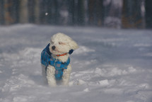 Maltese dog sitting in snowstorm in forest