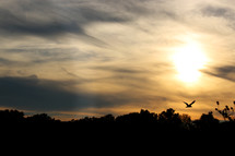 silhouette of a bird in flight at sunset 