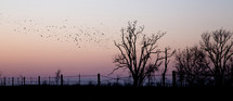 flock of birds at sunset 