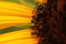 flower closeup 