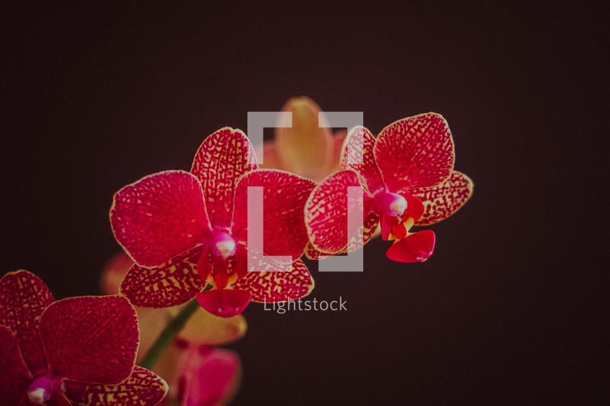red orchids 