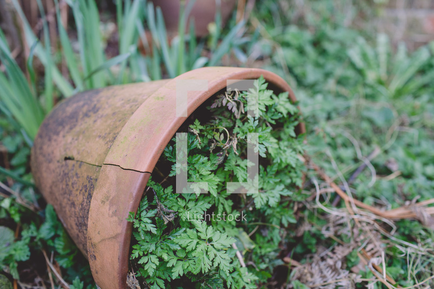 green plant in a cracked clay pot 