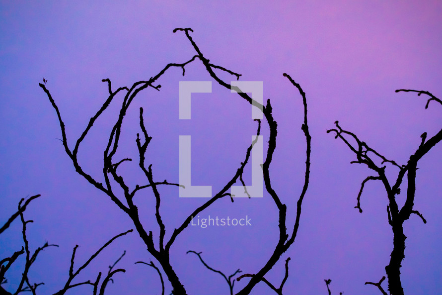 bare branches against a purple sky 