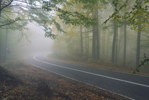 asphalt road that goes through a misty dark misterious pine forest