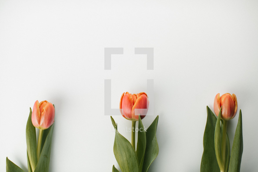 spring tulips on a white background 