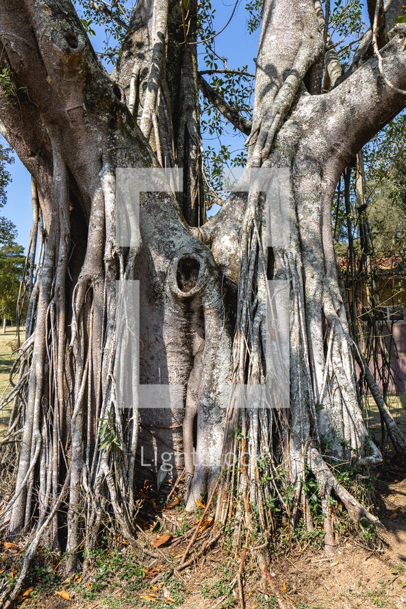 A big old tree with a lot of roots, in the Oriental Garden in Rebeirao Pires, Brazil.