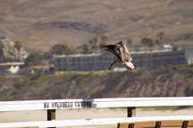 seagull landing on a railing 
