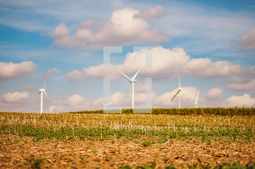 wind turbines and corn fields