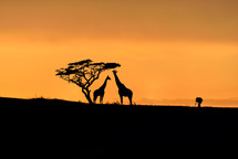 Tree, giraffes and male photographer silhouette on a hill at sunrise
