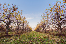 fall orchard 