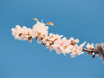 branch with white flowers on blue sky
