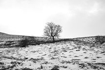 snow and an isolated tree 
