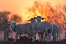 newborn lambs in springtime in sunset light