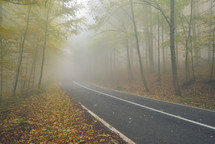 An asphalt road that goes through a misty dark mysterious pine forest