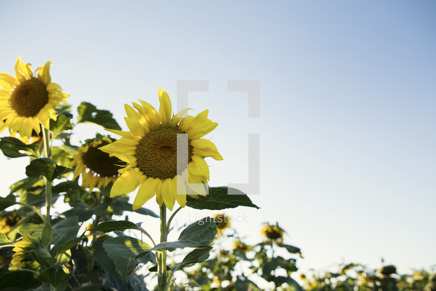 field of sunflowers under a blue sky 