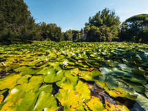 Water lilies in the park of the Royal Palace of Caserta