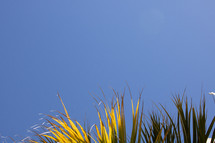 Background with palm tree leaf against blue sky