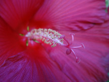 Close up of bright pink azalea flower growing in garden