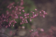 tiny pink flowers 