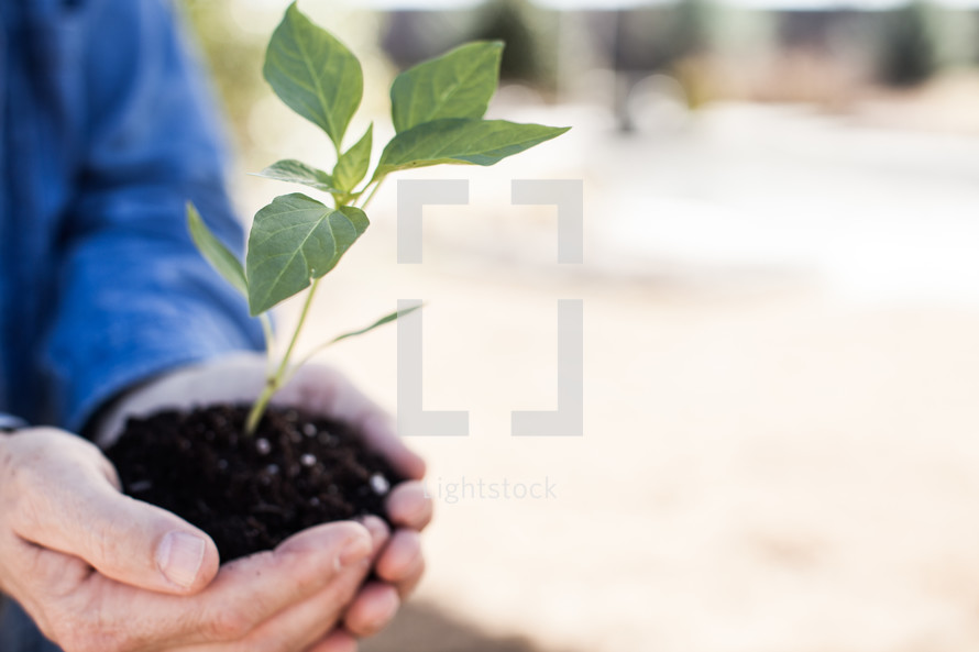 cupped hands holding a plant 