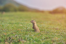 European ground squirrel standing in the grass. (Spermophilus citellus) 