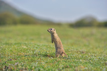 European ground squirrel standing in the grass. (Spermophilus citellus) 