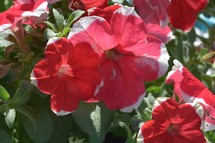 Red and white petunias 