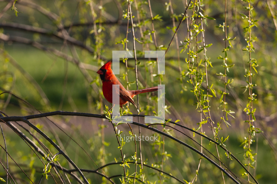 A cardinal bird in a tree.
