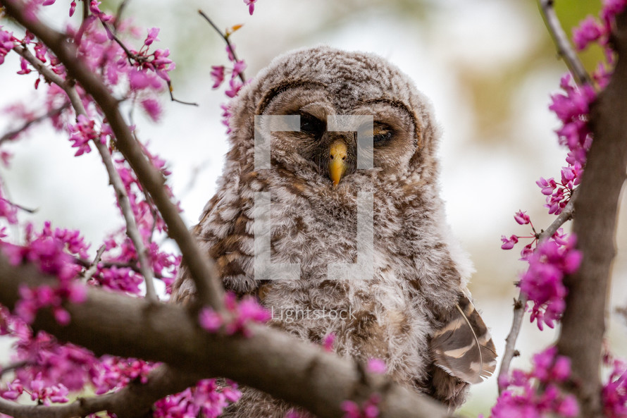 A young owl in a blooming tree during spring.