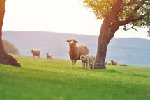 lambs and sheep in a field 