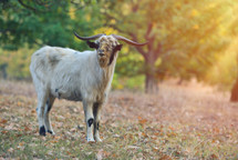 Grey billy goat with short fur and horns