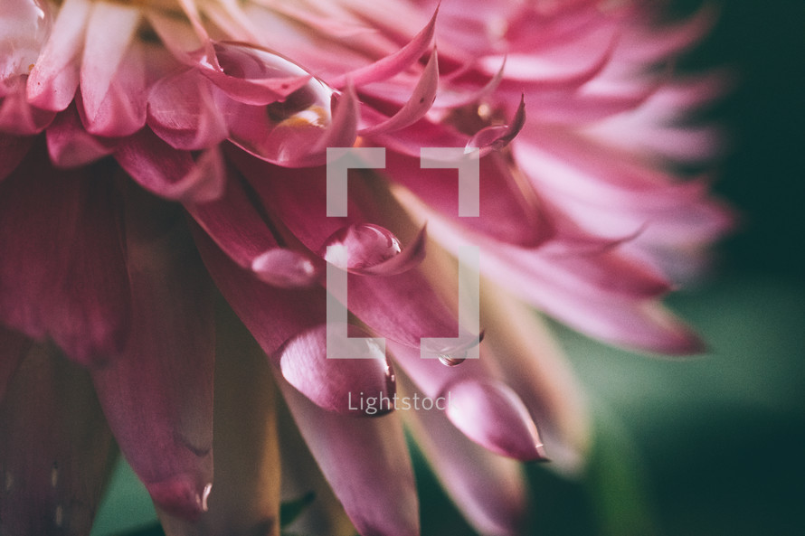 Close up water drop on pink petals