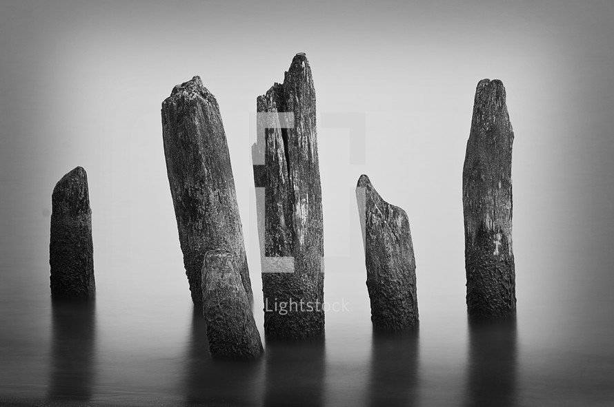 stumps in water