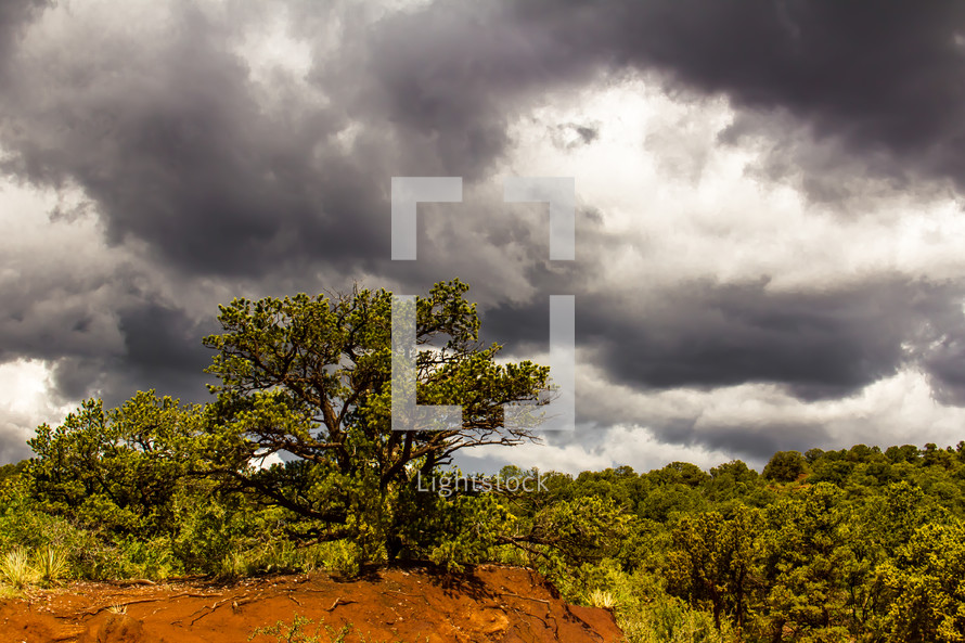 A juniper tree on a hill overlooks a sea of junipers in Garden of the Gods near Colorado Springs under dramatic clouds in the sky
