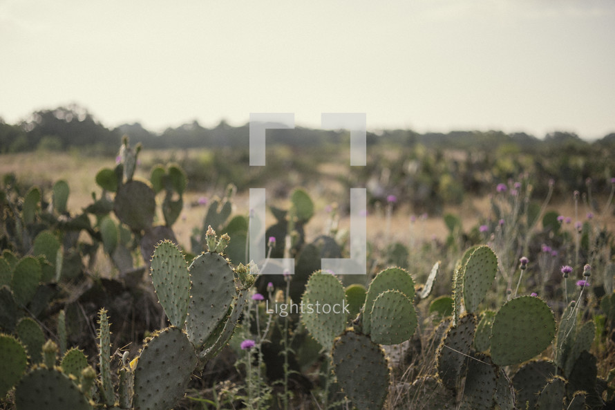 Field of Texas cactus.