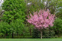 A single tree with pink flowers contrasts with a grove of green trees