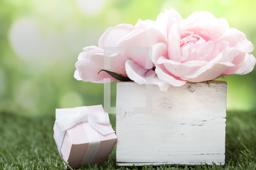 pink roses and a gift box 