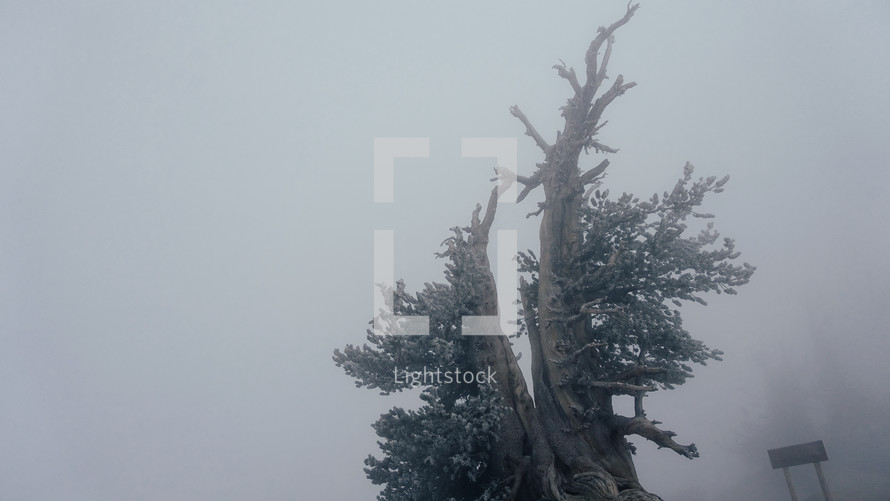 tree in the fog on a mountaintop 