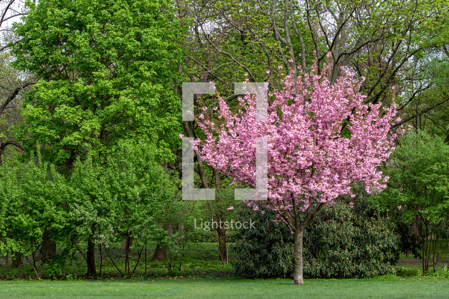 A single tree with pink flowers contrasts with a grove of green trees