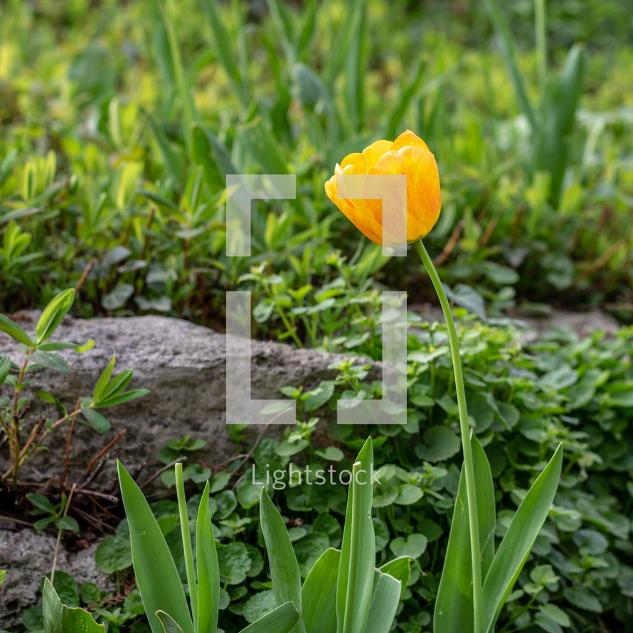Yellow tulip bending toward the sun