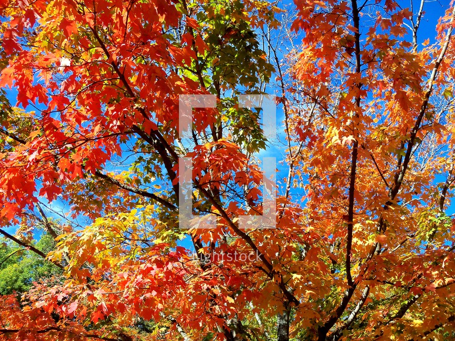 A tree with orange, yellow and green leaves changing colors for the fall and autumn season in North Carolina. 