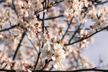 white spring cherry blossoms 