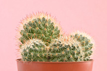 potted cactus plant 