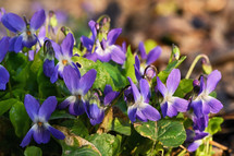 Violets (Viola Odorata) In A Spring Forest